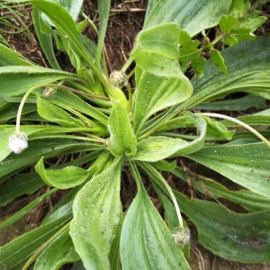 llanten menor vista cenital